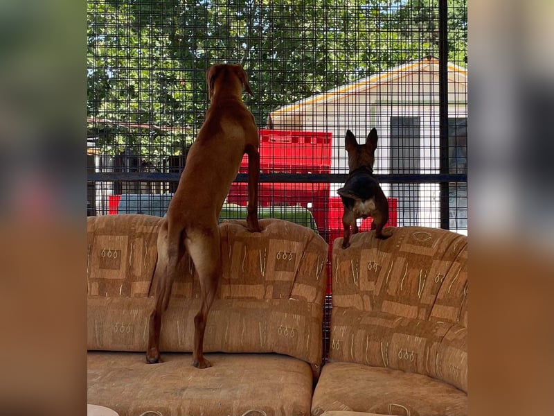 Levante sucht Vizsla Liebhaber