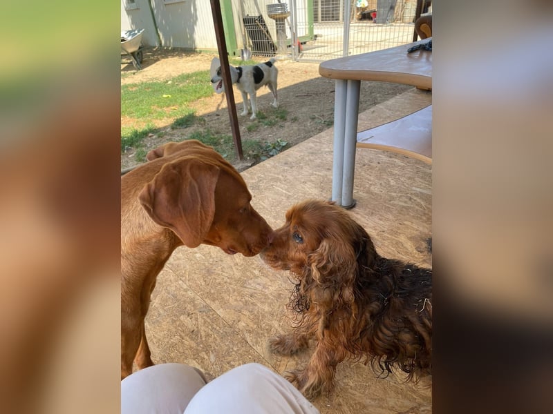 Levante sucht Vizsla Liebhaber