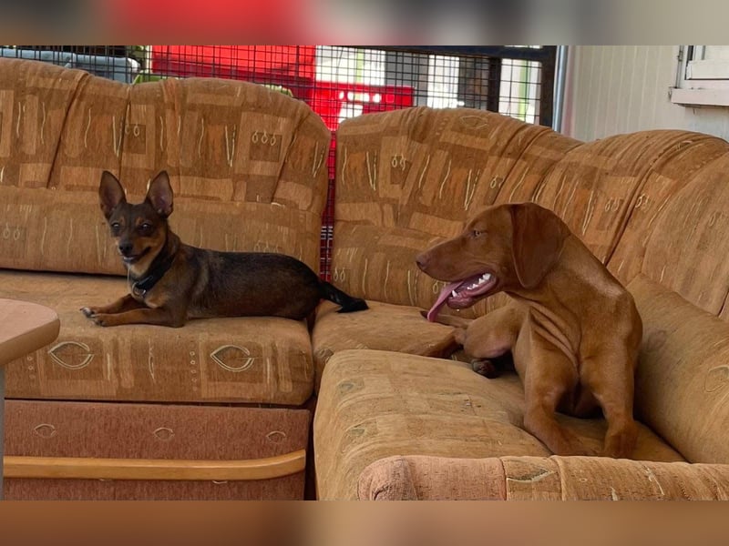 Levante sucht Vizsla Liebhaber