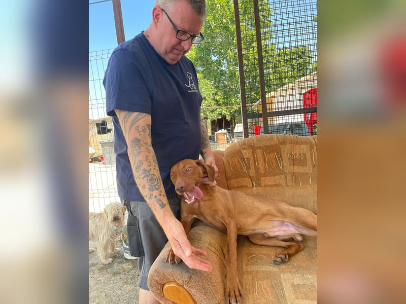Levante sucht Vizsla Liebhaber