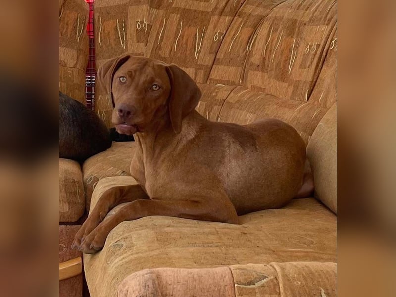 Levante sucht Vizsla Liebhaber