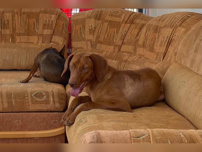 Levante sucht Vizsla Liebhaber