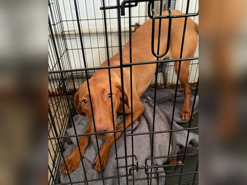 Levante sucht Vizsla Liebhaber