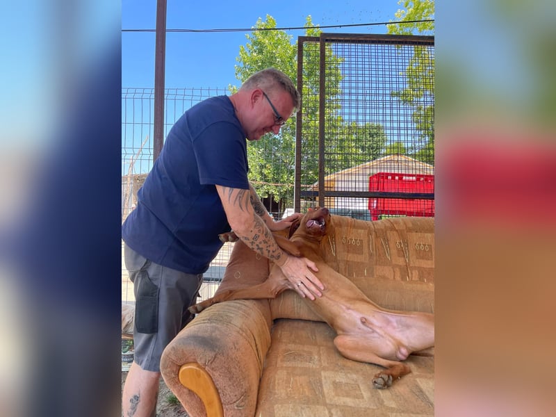 Levante sucht Vizsla Liebhaber