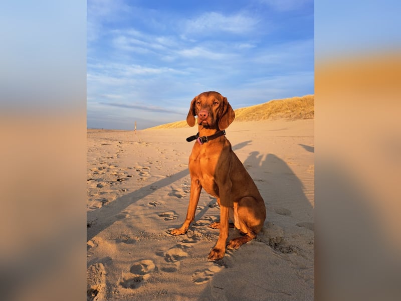 Magyar Vizsla Welpen