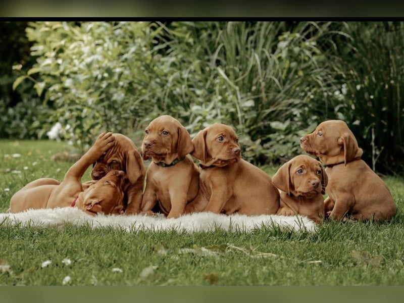 Magyar Vizsla Welpen