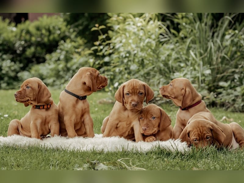 Magyar Vizsla Welpen
