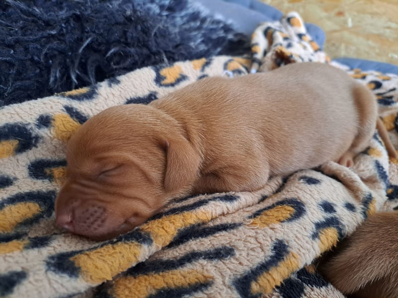 Magyar Vizsla Welpen