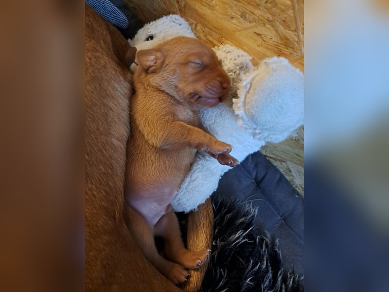 Magyar Vizsla Welpen