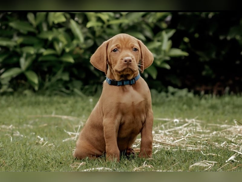Magyar Vizsla Welpen