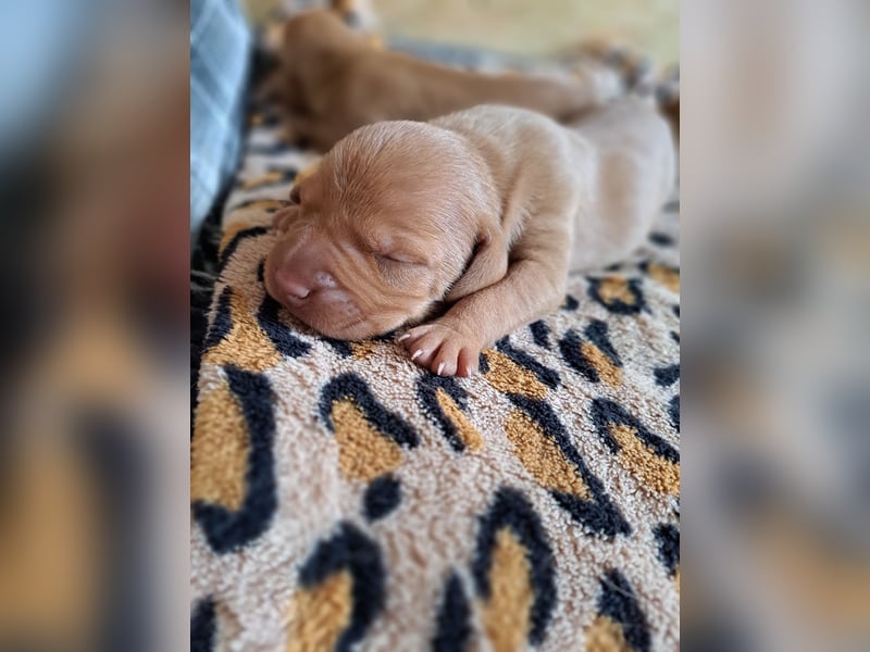 Magyar Vizsla Welpen