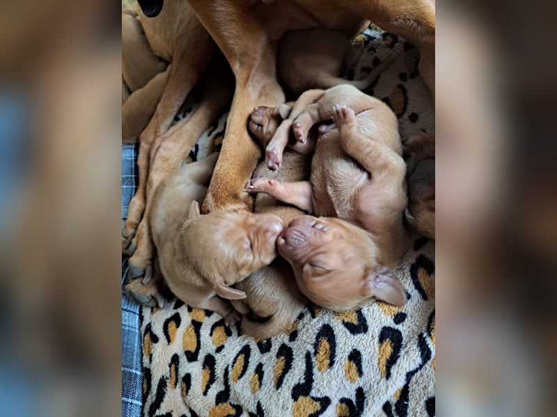 Magyar Vizsla Welpen