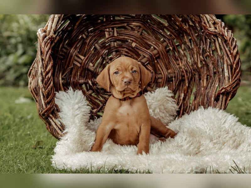 Magyar Vizsla Welpen