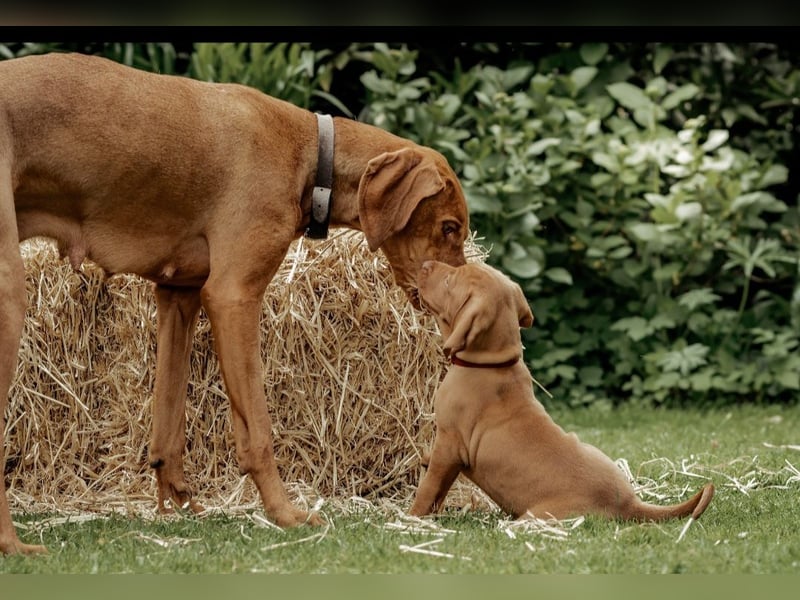 Magyar Vizsla Welpen