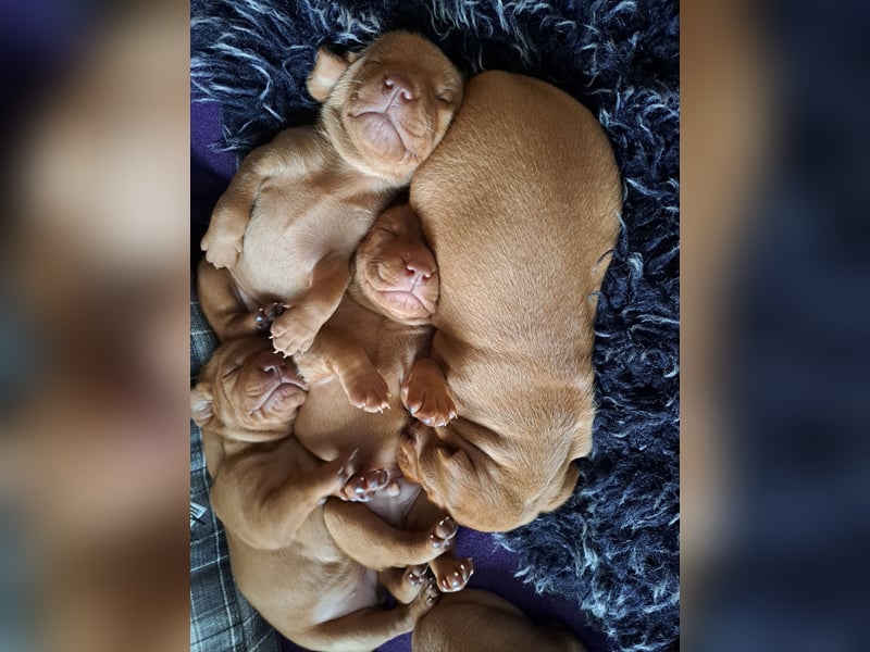 Magyar Vizsla Welpen