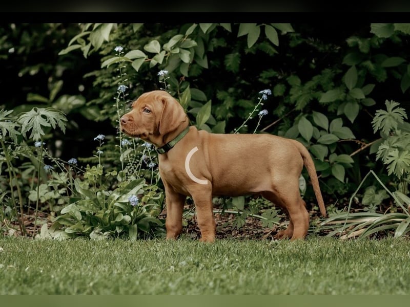 Magyar Vizsla Welpen