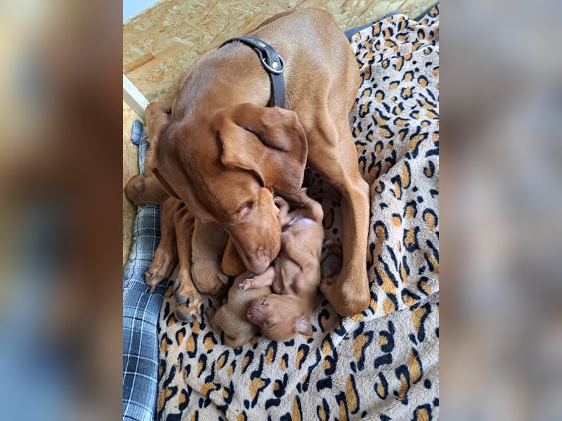 Magyar Vizsla Welpen