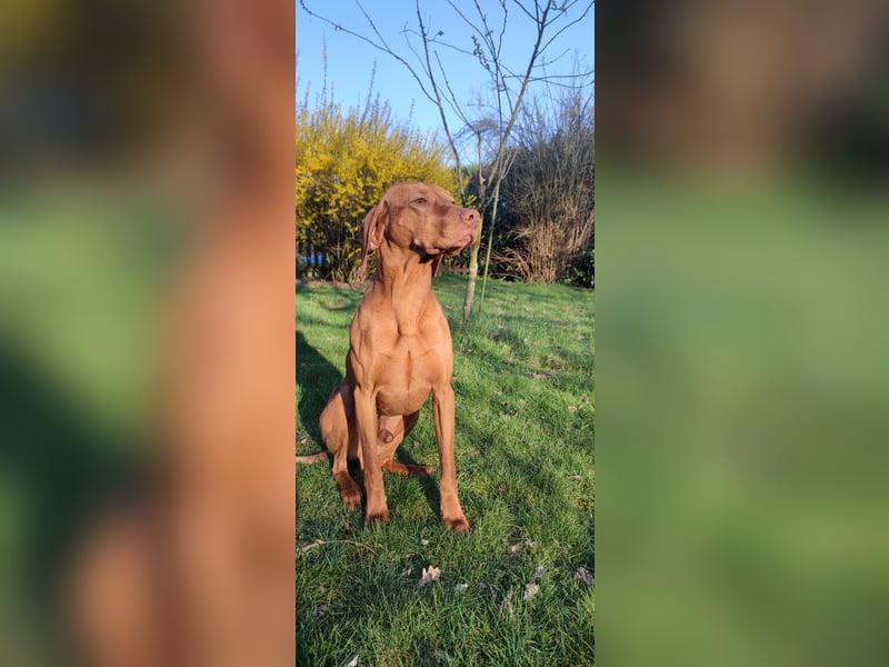 Magyar Vizsla Welpen
