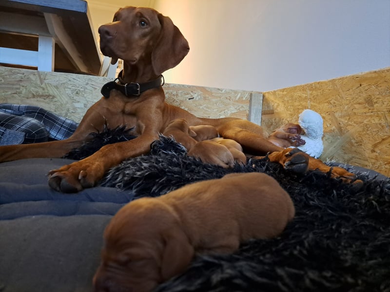 Magyar Vizsla Welpen
