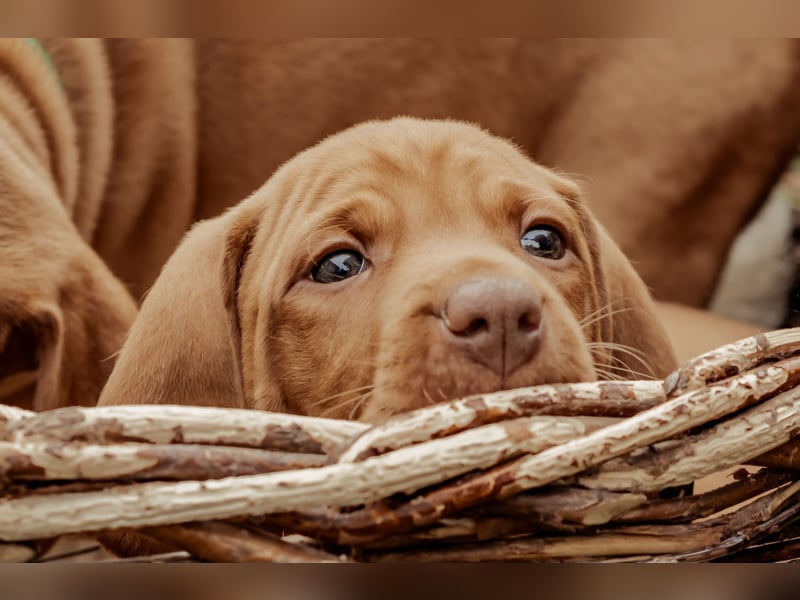 Magyar Vizsla Welpen