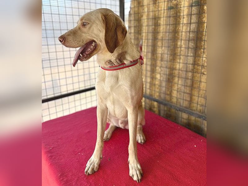❤️ wunderschöner Schmusebär PABLO - 2 Jahre, 50cm/20kg - Vizsla-Mix ❤️