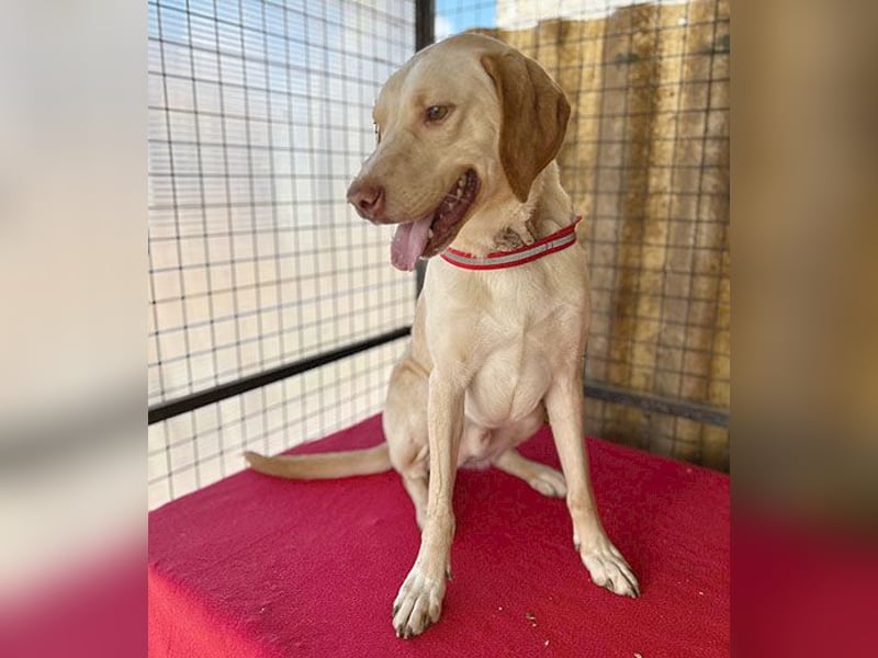 ❤️ wunderschöner Schmusebär PABLO - 2 Jahre, 50cm/20kg - Vizsla-Mix ❤️