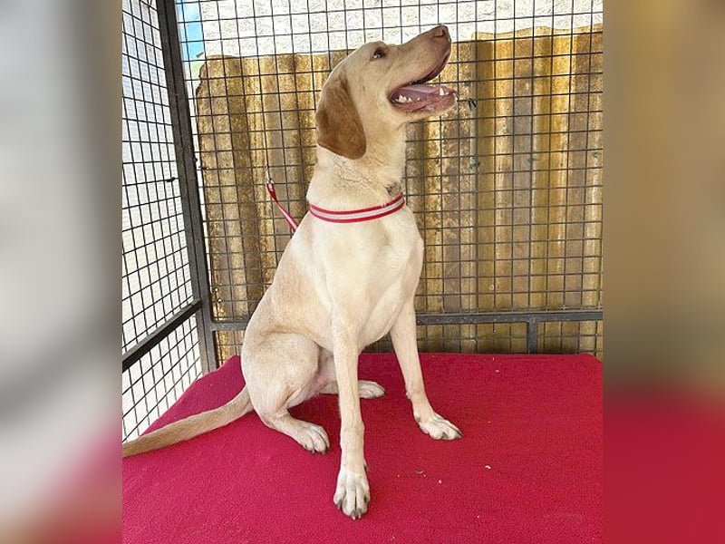 ❤️ wunderschöner Schmusebär PABLO - 2 Jahre, 50cm/20kg - Vizsla-Mix ❤️