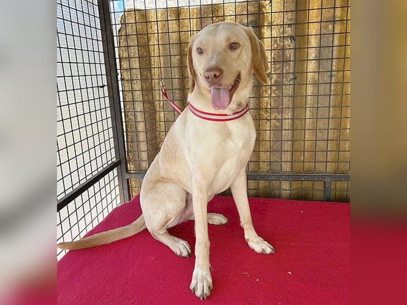 ❤️ wunderschöner Schmusebär PABLO - 2 Jahre, 50cm/20kg - Vizsla-Mix ❤️