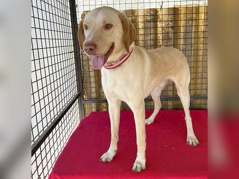 ❤️ wunderschöner Schmusebär PABLO - 2 Jahre, 50cm/20kg - Vizsla-Mix ❤️