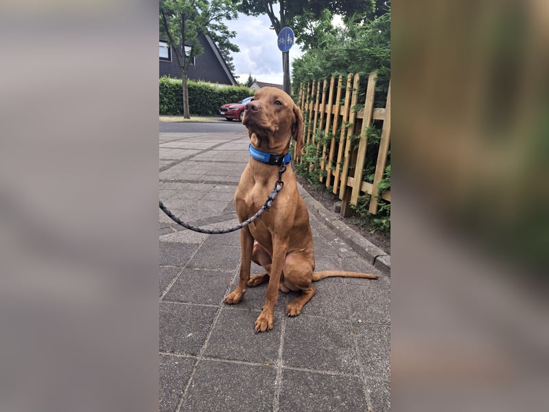 Magyar Vizsla