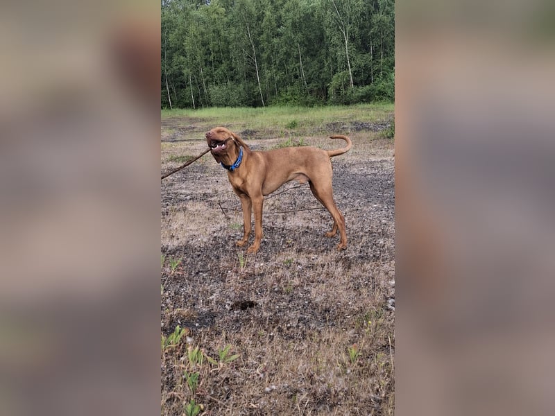 Magyar Vizsla