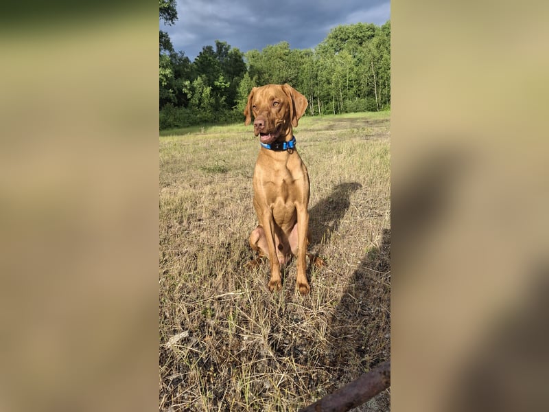 Magyar Vizsla