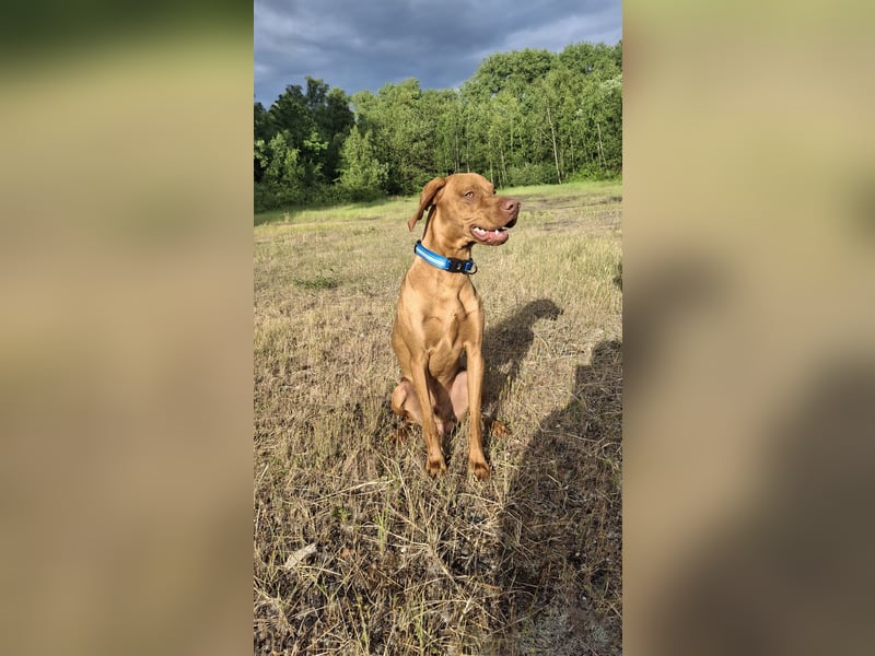 Magyar Vizsla