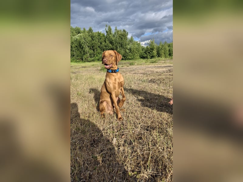 Magyar Vizsla