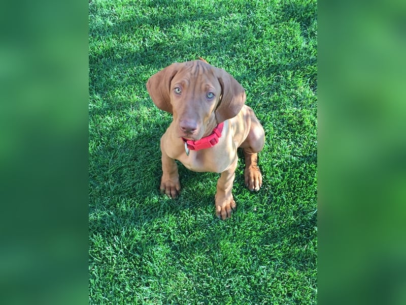 Die Kleinen sind da!  Vizsla Champion Reinrassig