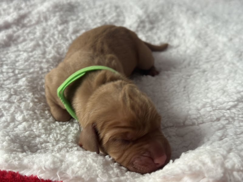Die Kleinen sind da!  Vizsla Champion Reinrassig