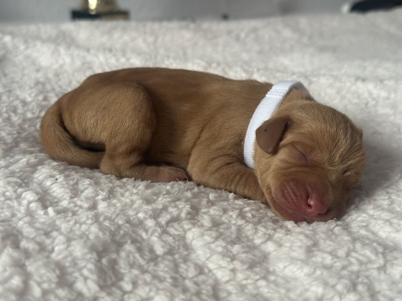 Die Kleinen sind da!  Vizsla Champion Reinrassig