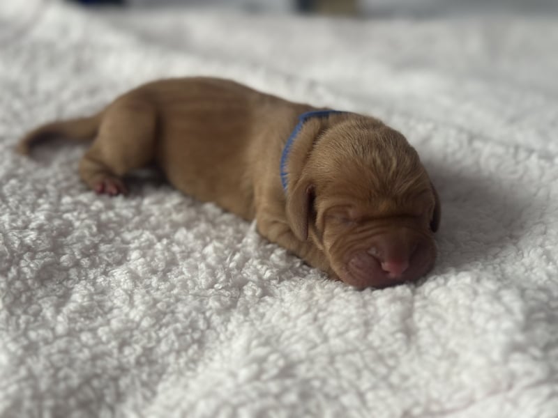 Die Kleinen sind da!  Vizsla Champion Reinrassig