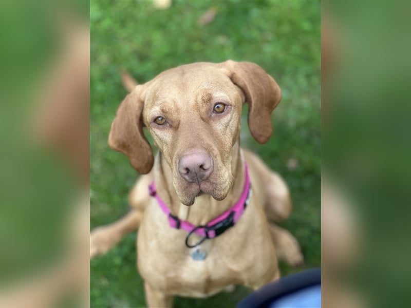 Die Kleinen sind da!  Vizsla Champion Reinrassig