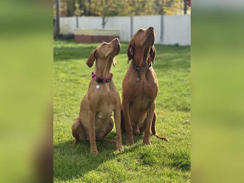 Die Kleinen sind da!  Vizsla Champion Reinrassig