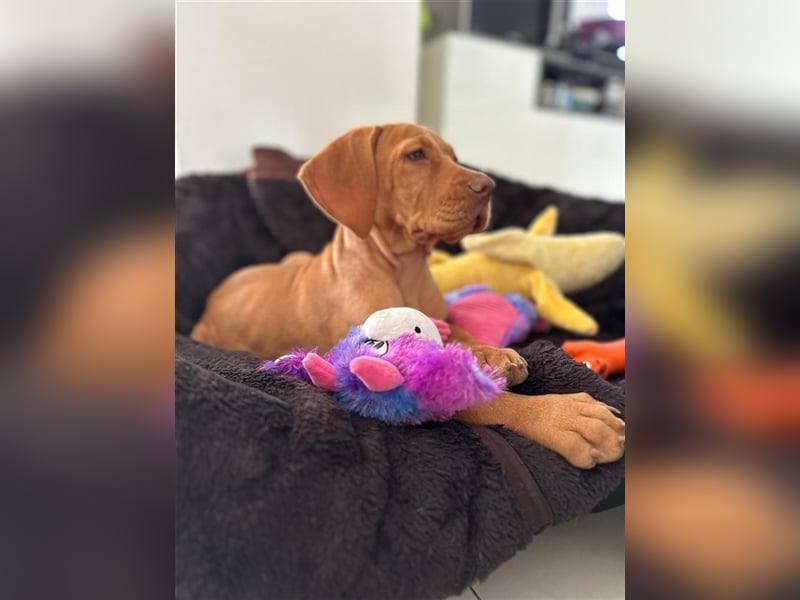 Die Kleinen sind da!  Vizsla Champion Reinrassig