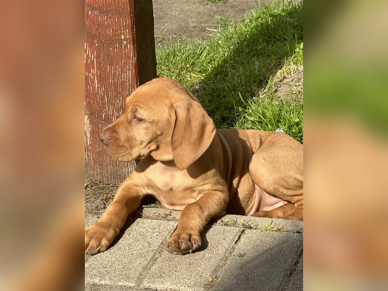 Die Kleinen sind da!  Vizsla Champion Reinrassig