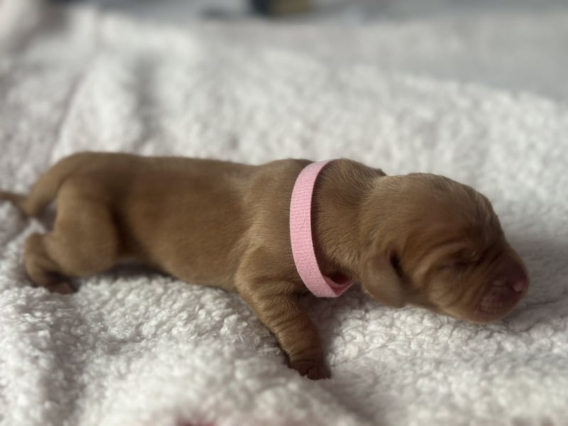 Die Kleinen sind da!  Vizsla Champion Reinrassig