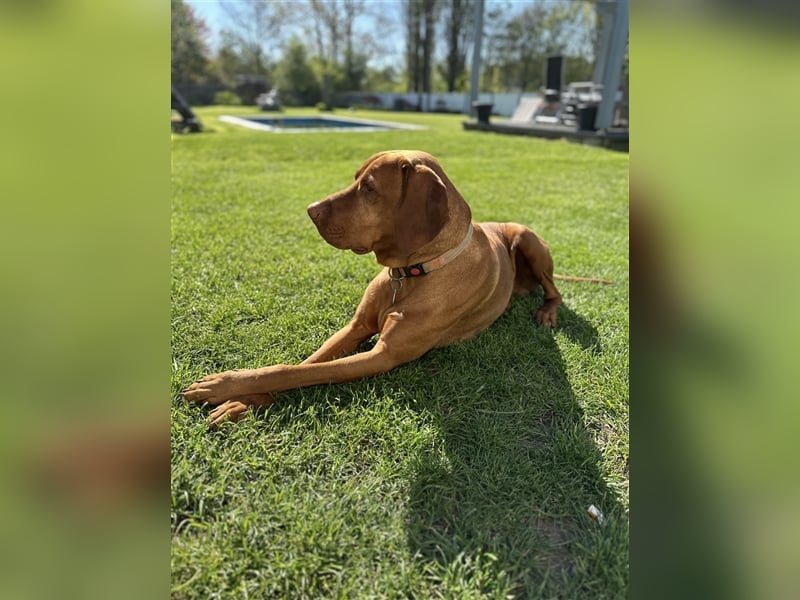 Die Kleinen sind da!  Vizsla Champion Reinrassig