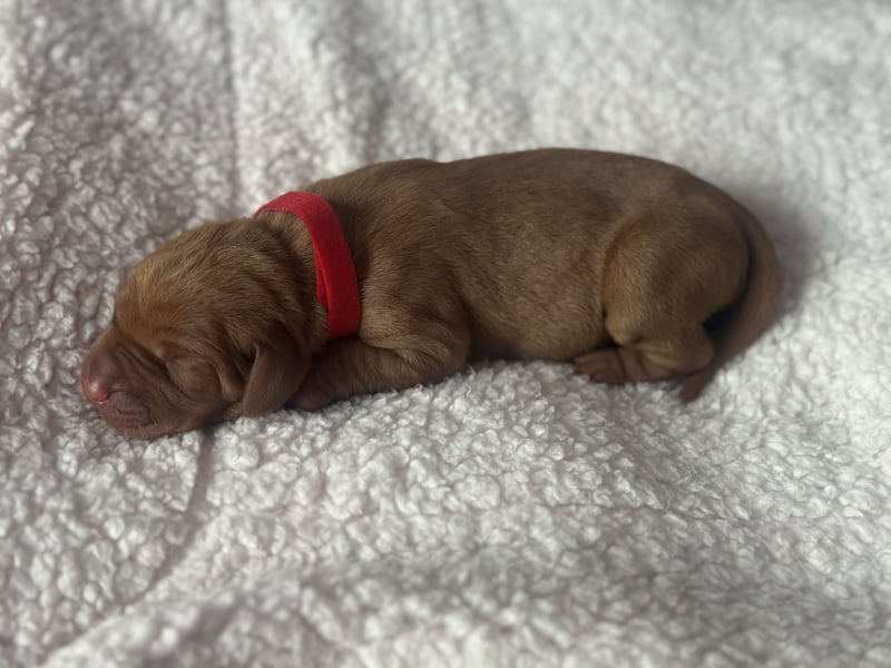 Die Kleinen sind da!  Vizsla Champion Reinrassig