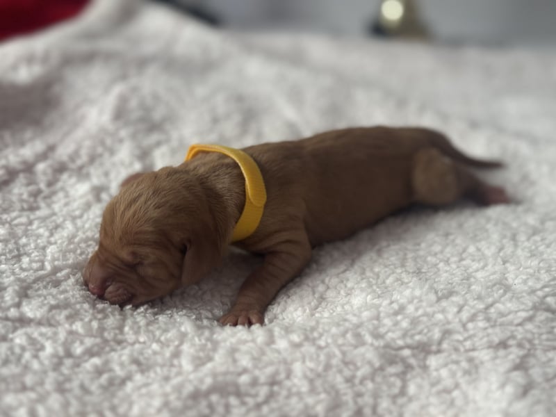 Die Kleinen sind da!  Vizsla Champion Reinrassig