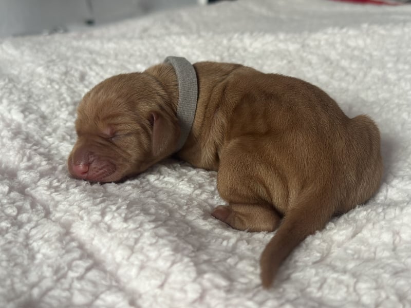 Die Kleinen sind da!  Vizsla Champion Reinrassig