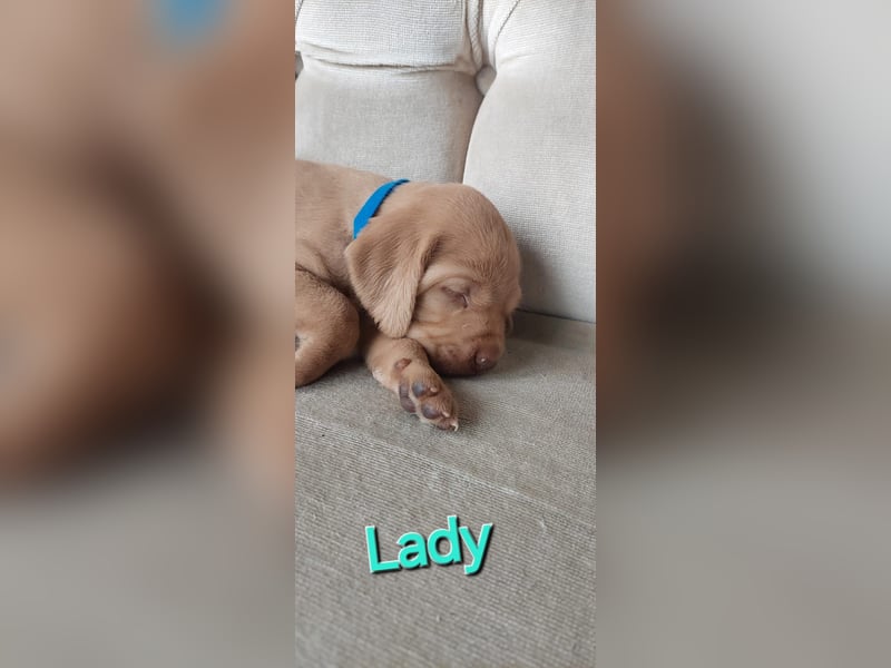 Magyar Vizsla Drahthaar Welpen suchen liebevolles Zuhause