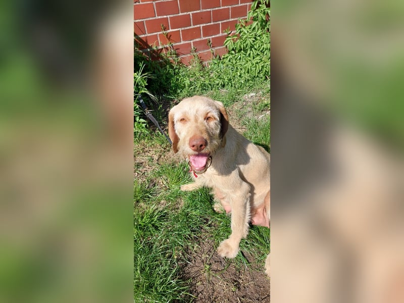 Magyar Vizsla Drahthaar Welpen suchen liebevolles Zuhause
