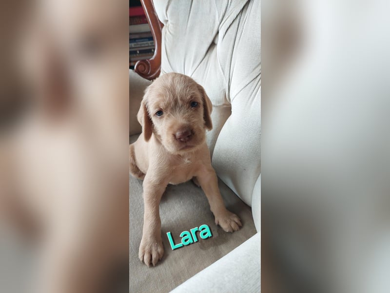 Magyar Vizsla Drahthaar Welpen suchen liebevolles Zuhause
